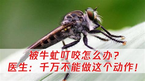 牛虻叮咬|蚋叮咬:概述,描述,原因,生理變化,症狀體徵,治療方案,預防,